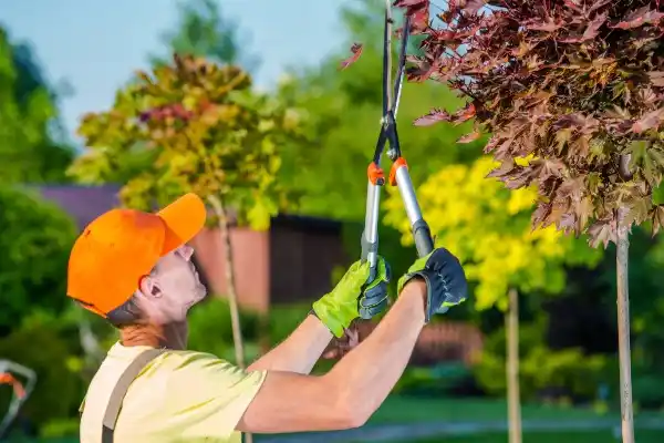 tree services East Hills